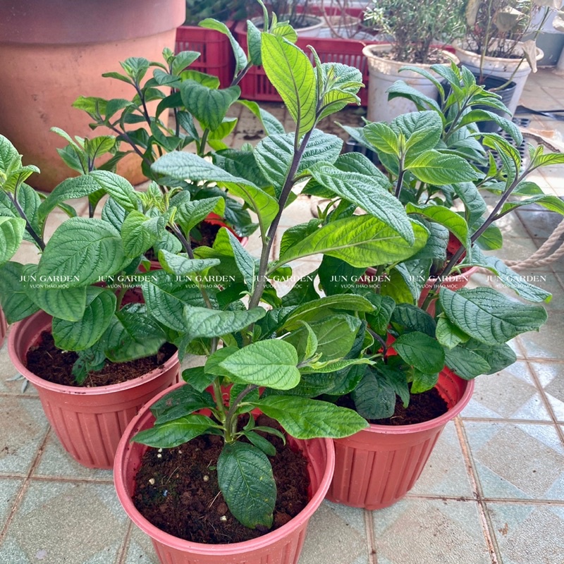 Cây Vani Hoa Tím cây khoẻ JUN GARDEN