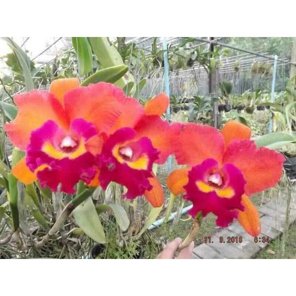 hoa lan catleya màu cam