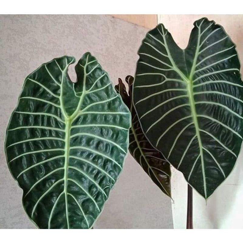 (giá tốt) alocasia watsoniana khoẻ mạnh, đang phát triển tốt