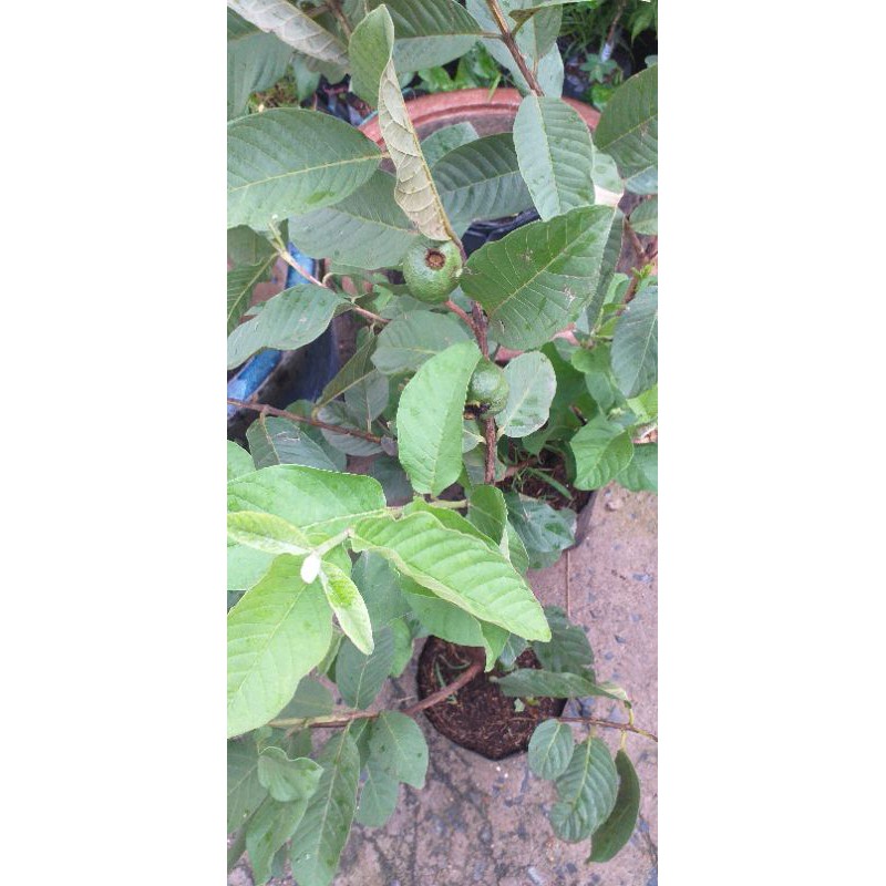 Cây ổi Nữ Hoàng TháiLan đang bông trái.