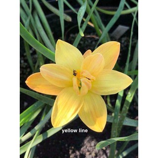 Huệ mưa ngoại kép vàng Yellow line, củ size teen