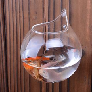 Bể cá vàng treo tường trang trí