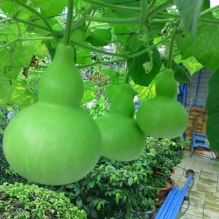5 hạt giống bầu hồ lô,-5 hạt giống bầu hồ lô