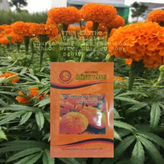 HẠT GIỐNG VẠN THỌ THÁI CAO LỠ F1 "CAM ĐỎ" _ HẠT GIỐNG RỒNG VÀNG ( > 300 hạt )