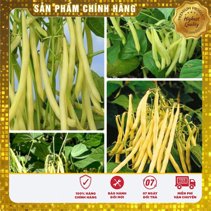 Hạt giống đậu cove vàng dinh dưỡng gói lớn 50 gram