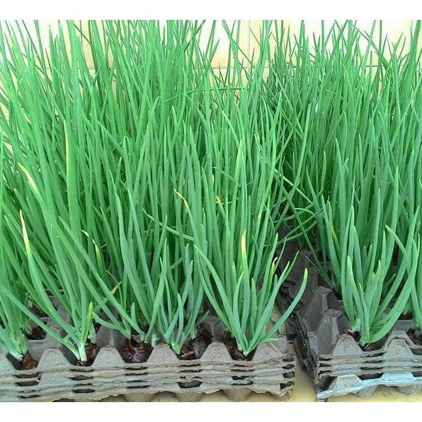 Gói 1 lạng hạt giống hành lá F1 lên mầm 95%