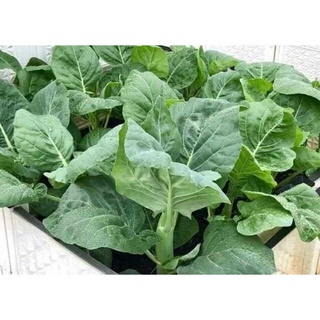 20 gr Hạt giống cải rổ(cải làn)