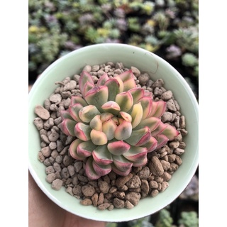 Sen đá Viền Hồng Var 4cm