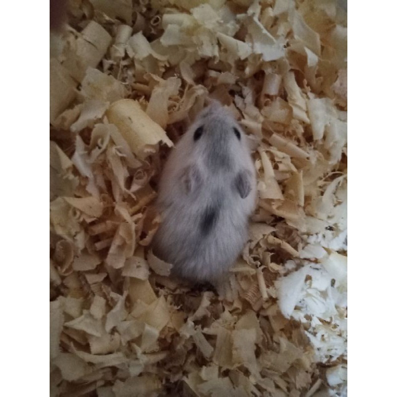 Chuột Hamster Màu Trắng Xinh Xắn Cho Mùa Đông