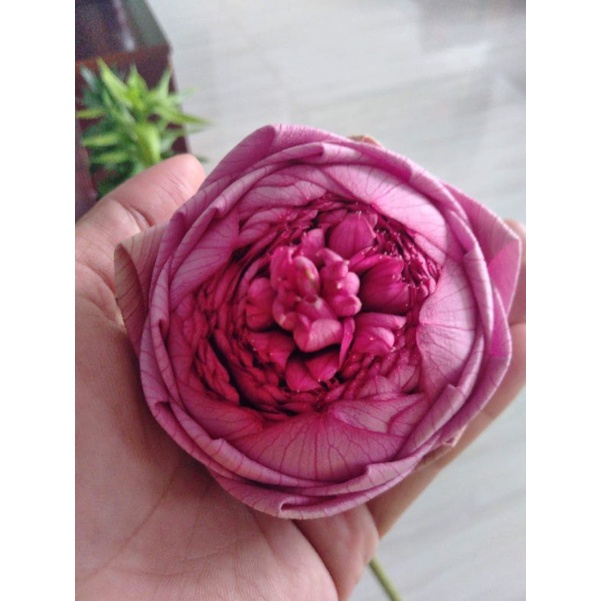 Củ Sen Giống Siêu Nghìn Cánh S1000