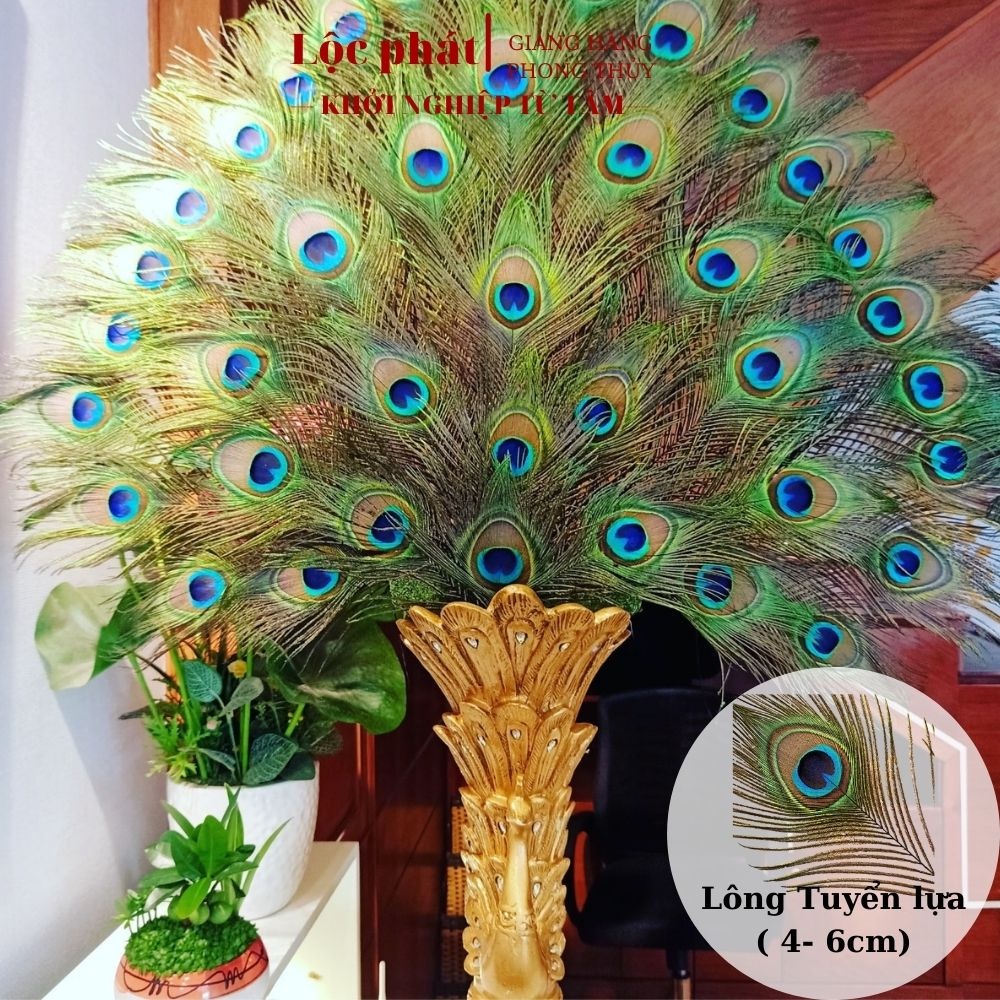 COMBO 10 lông công tự nhiên phong thủy Lộc phát dài 80-90cm