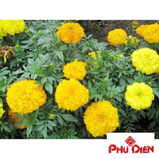 Hạt giống hoa cúc vạn thọ bông to vàng (50 hạt)  PHÚ ĐIỀN