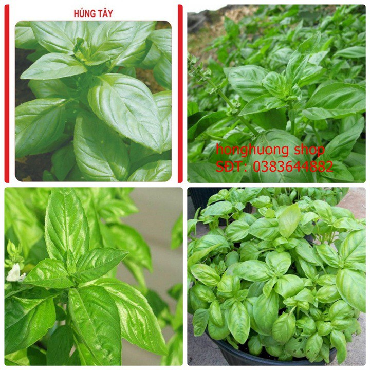 Hạt giống rau húng tây