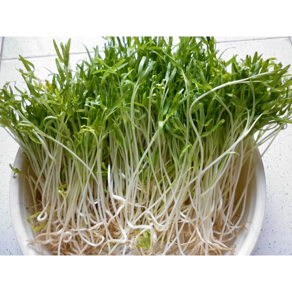 HẠT GIỐNG MẦM RAU MUỐNG nhanh thu hoạch, dễ trồng