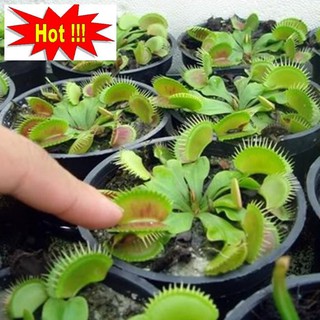 Hạt giống cây bắt côn trùng (cây bẫy kẹp) (15 hạt)