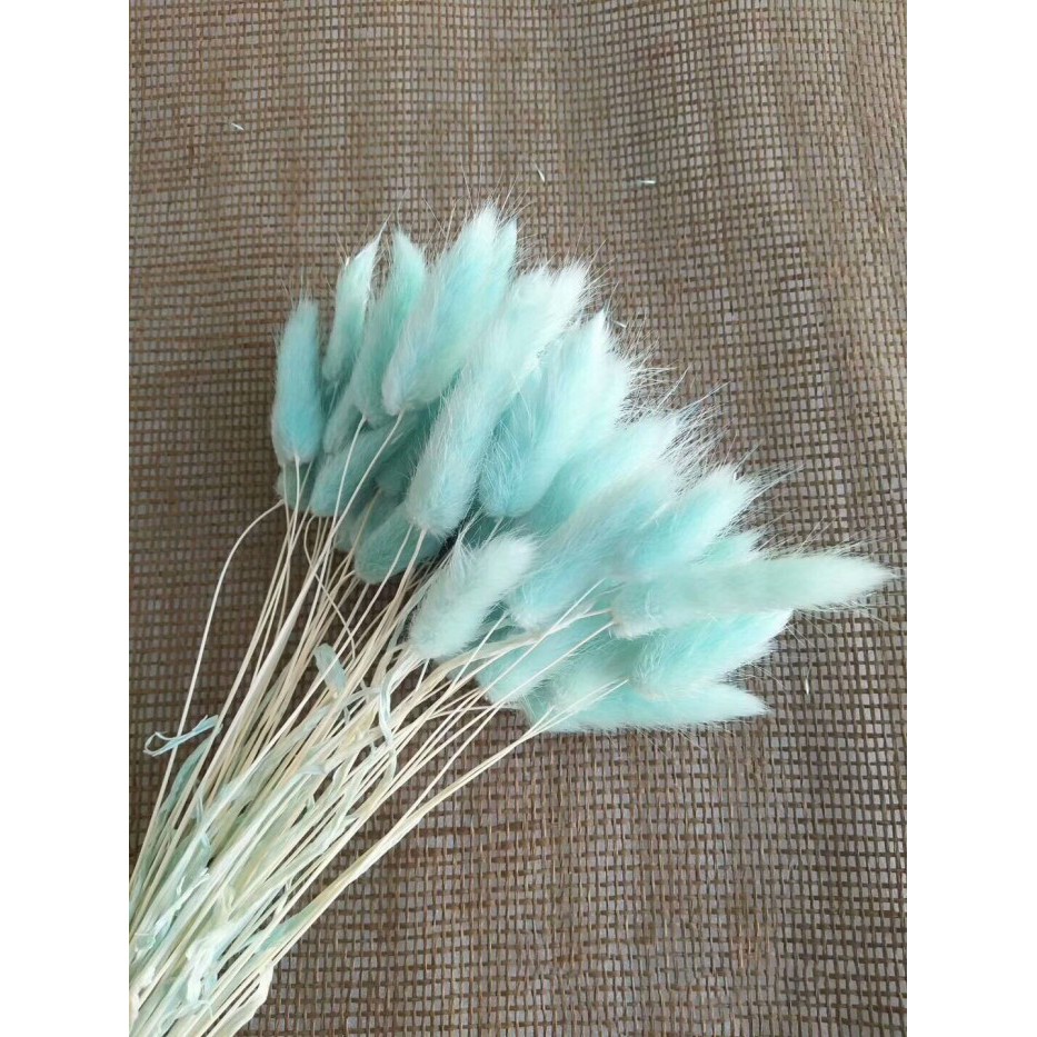 Hoa Đuôi thỏ Bunny tails