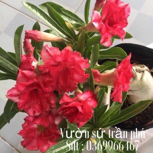 Hoa Sứ Kim Lân 1