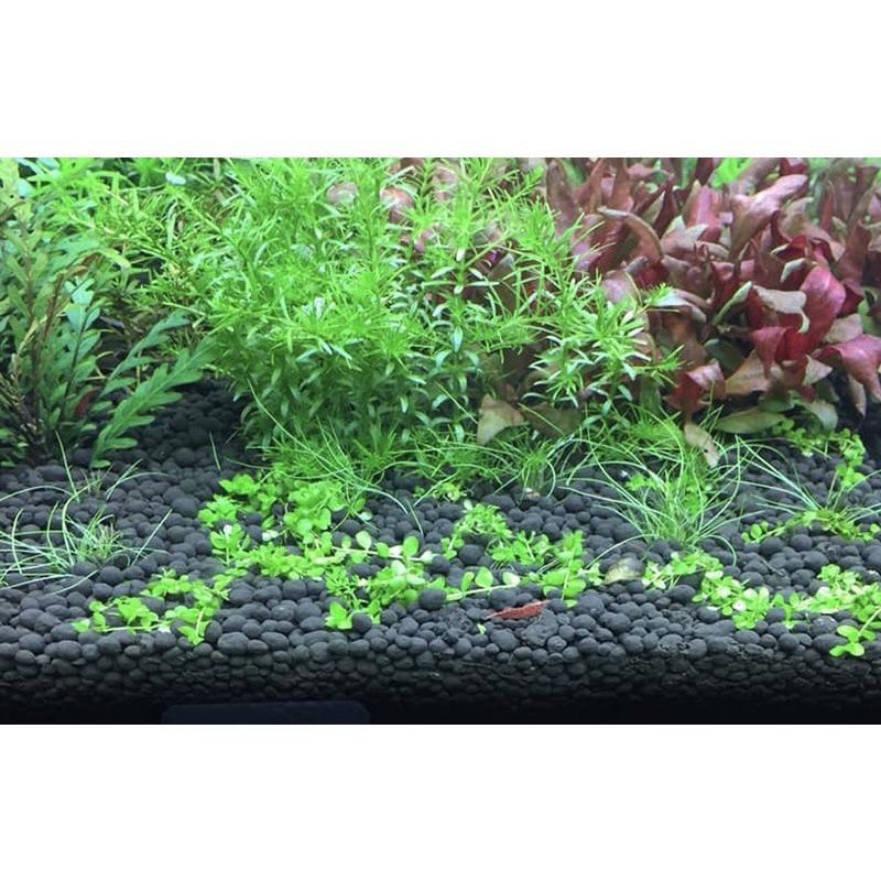 Phân Nền Thuỷ Sinh Smekong Bio Plus