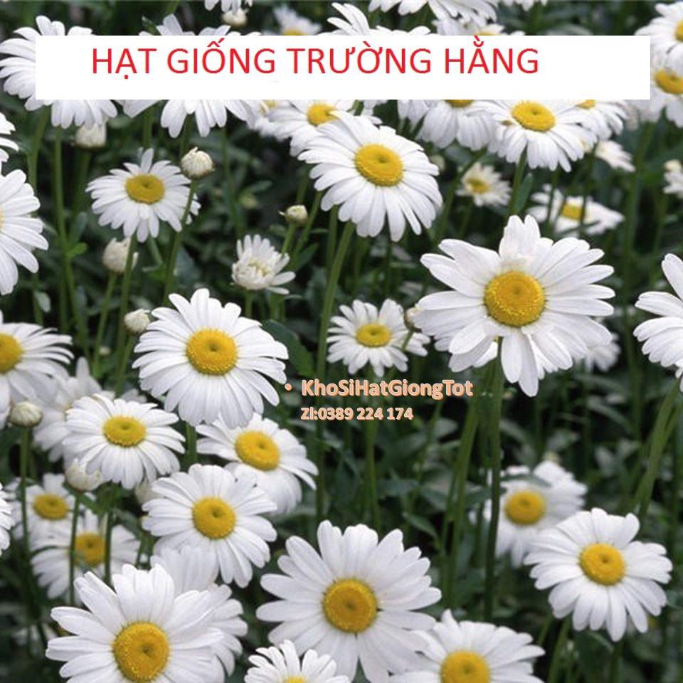 Gói 50 Hạt Giống Hoa Cúc Chi Trắng - 60cm Shasta (Chrysanthemum)