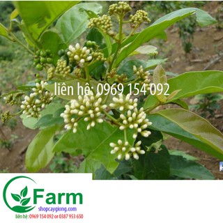 combo 02 cây sạ đen