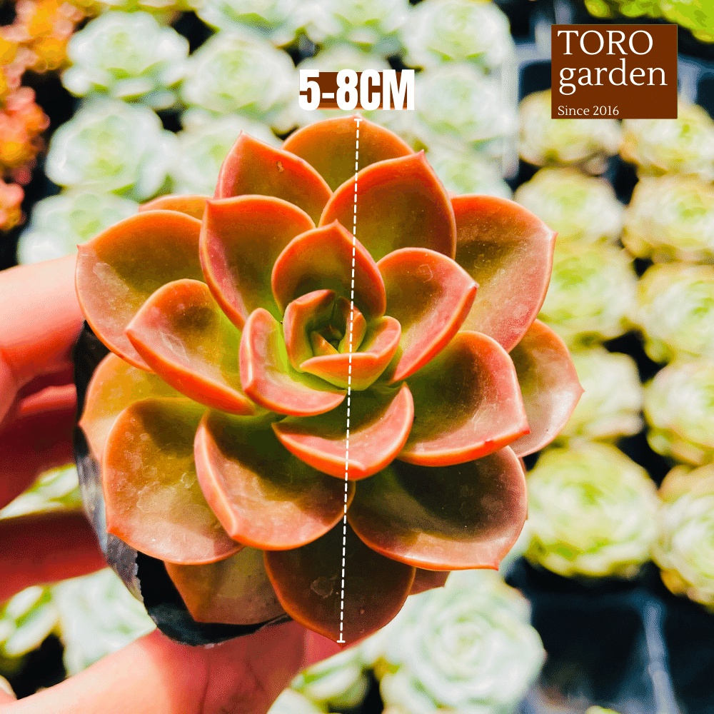 Sen đá nhật nguyệt Đà Lạt size bé cây cảnh trang trí nhà cửa Toro garden