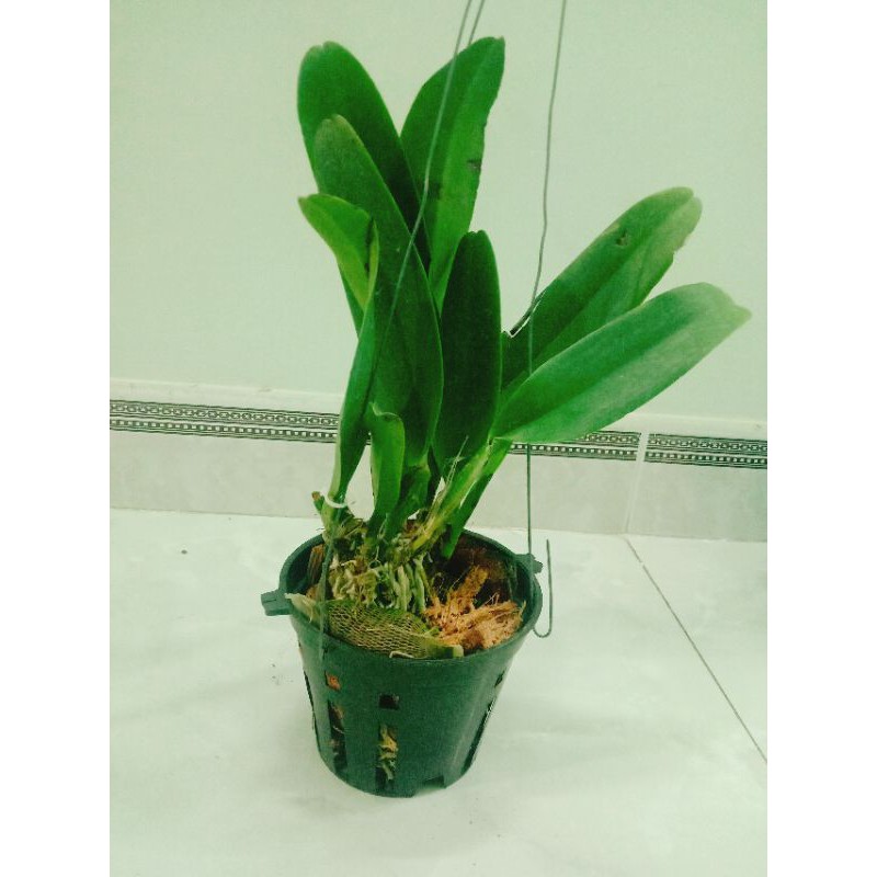 Cây lan cattleya cây trưởng thành