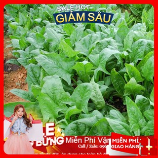 Hạt Giống Cải Bó Xôi Chịu Nhiệt - 50 Hạt / Gói