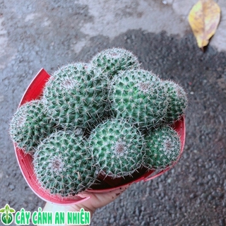 Xương Rồng Bụi Bánh Sinh Nhật