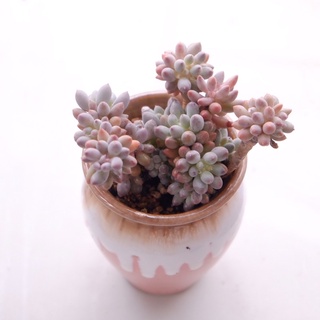 (Pachyphytum Baby finger) Sen đá sỏi baby finger cổ thụ