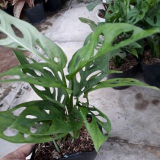 💚 Cây trầu bà lỗ💚