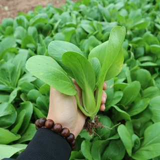 Gói 100 hạt giống rau cải chíp xanh cao sản bẹ to, Hạt giống rau cải chít giống F1