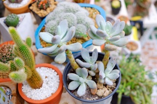 SEN ĐÁ SỎI TRẮNG CỔ THỤ