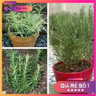 Hạt giống cây hương thảo hương thảo - cây đuổi muỗi LUCKY.VN