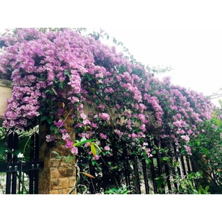 Hoa lan tỏi (cây giống)