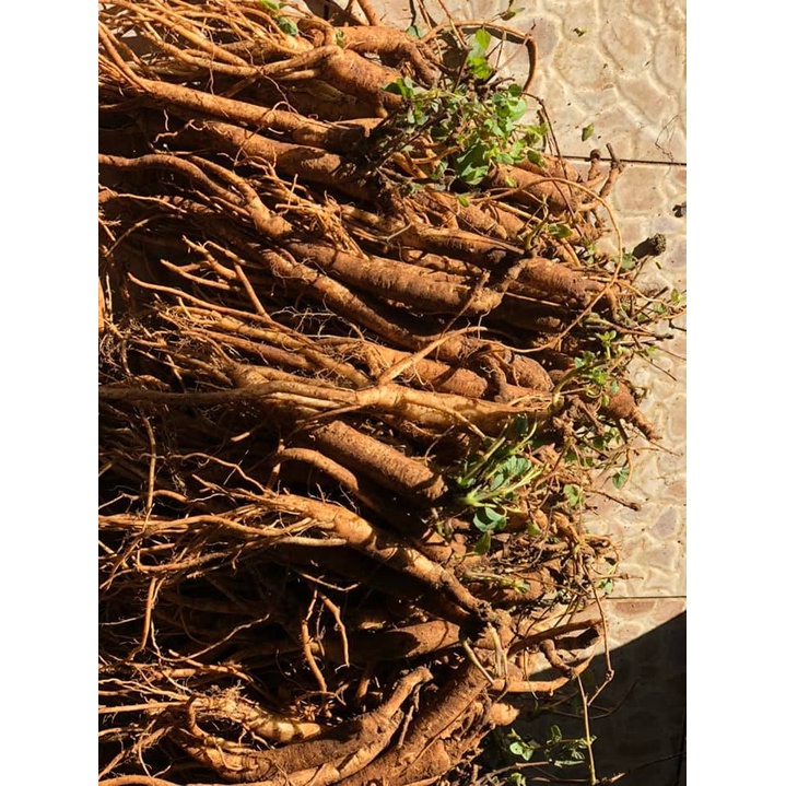 Sâm dây Ngọc Linh - Hàng 15 củ | 1kg