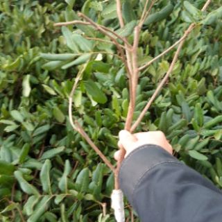 Cây nhãn xuồng cơm vàng hạt tiêu