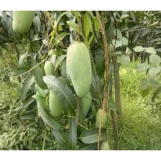 bầu cây xoài thái cây đẹp.