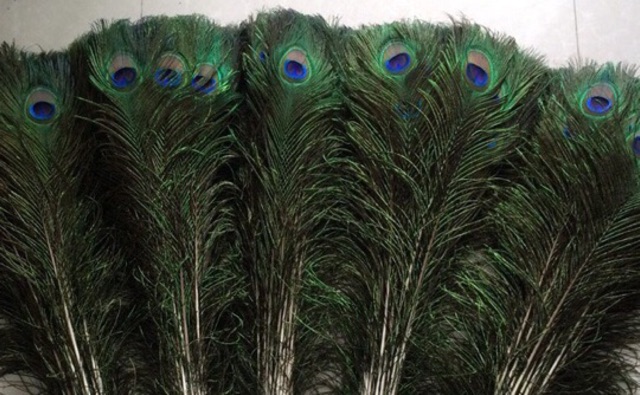 Lông công phong thuỷ 80-85cm mắt to đại 4-6cm | BigBuy360 - bigbuy360.vn