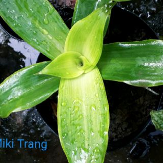 Cây lược vàng 1 cây 4 nách lá