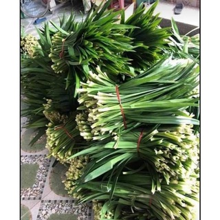 lá nếp cẩm tươi (lá dứa hương)