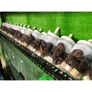 Lọc Vi Sinh Lớn Giá Rẻ