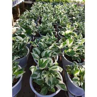 Trầu bà Ngọc Bích (Bích thủy)