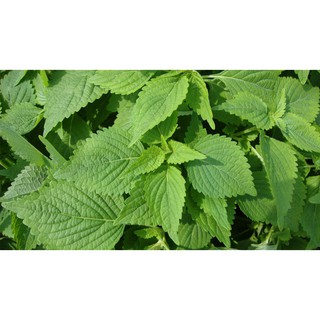 Kinh giới cay - Oregano