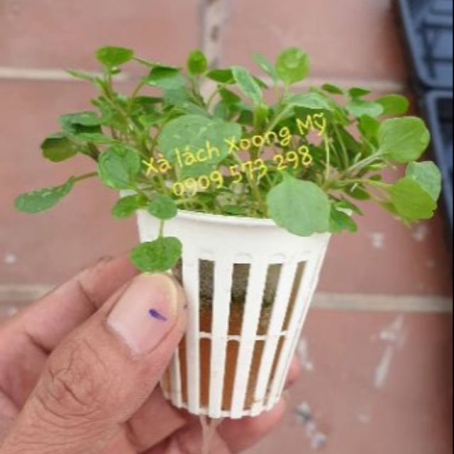 Gói 1gr (~5000) hạt giống xà lách (cải) Xoong (Watercress) - USA Johnny Seeds chất lượng cao nảy mầm tốt và cực dễ trồng