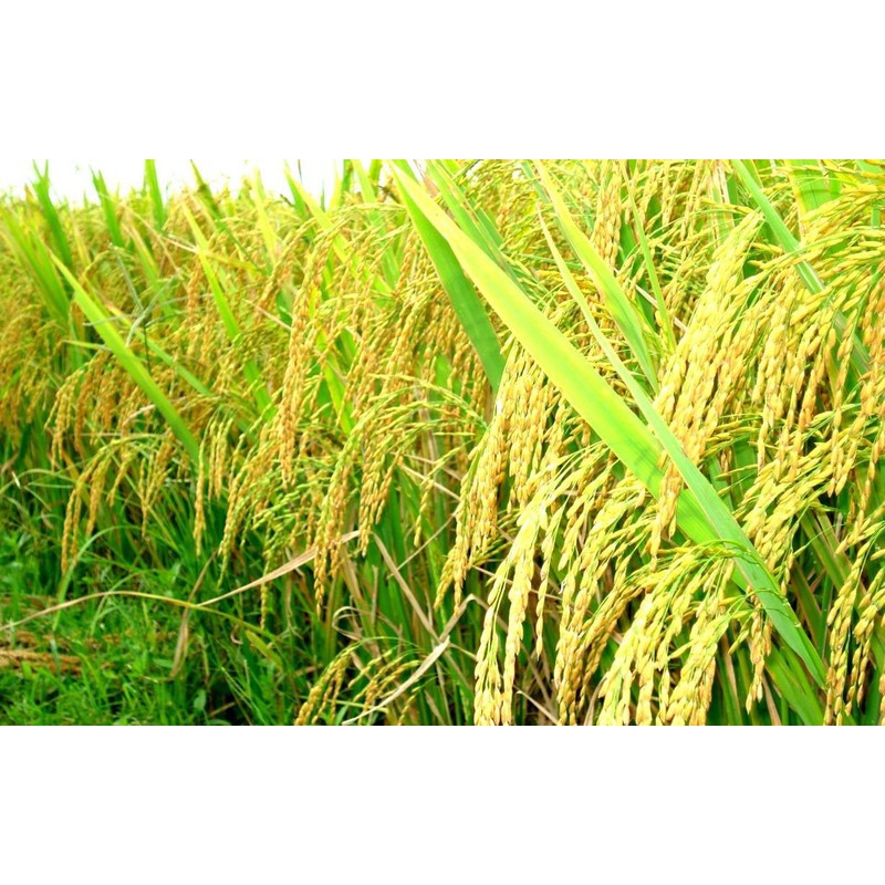 Phân tím BETTER NPK 16-12-8-11+TE gói 1kg