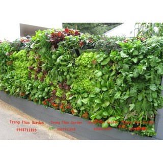 Bộ trồng cây treo tường