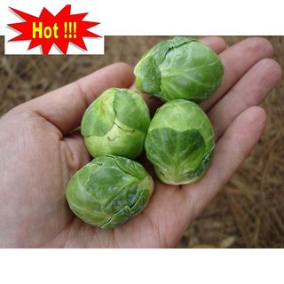 Hạt giống Bắp cải xanh tí hon