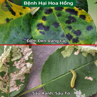 Combo Chế Phẩm Sinh Học trị bệnh cho hoa