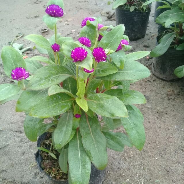 4 bầu cúc bách nhật