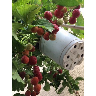 Cây giống dâu tây